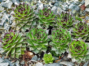 Sempervivum calcareum 'Nigrans'